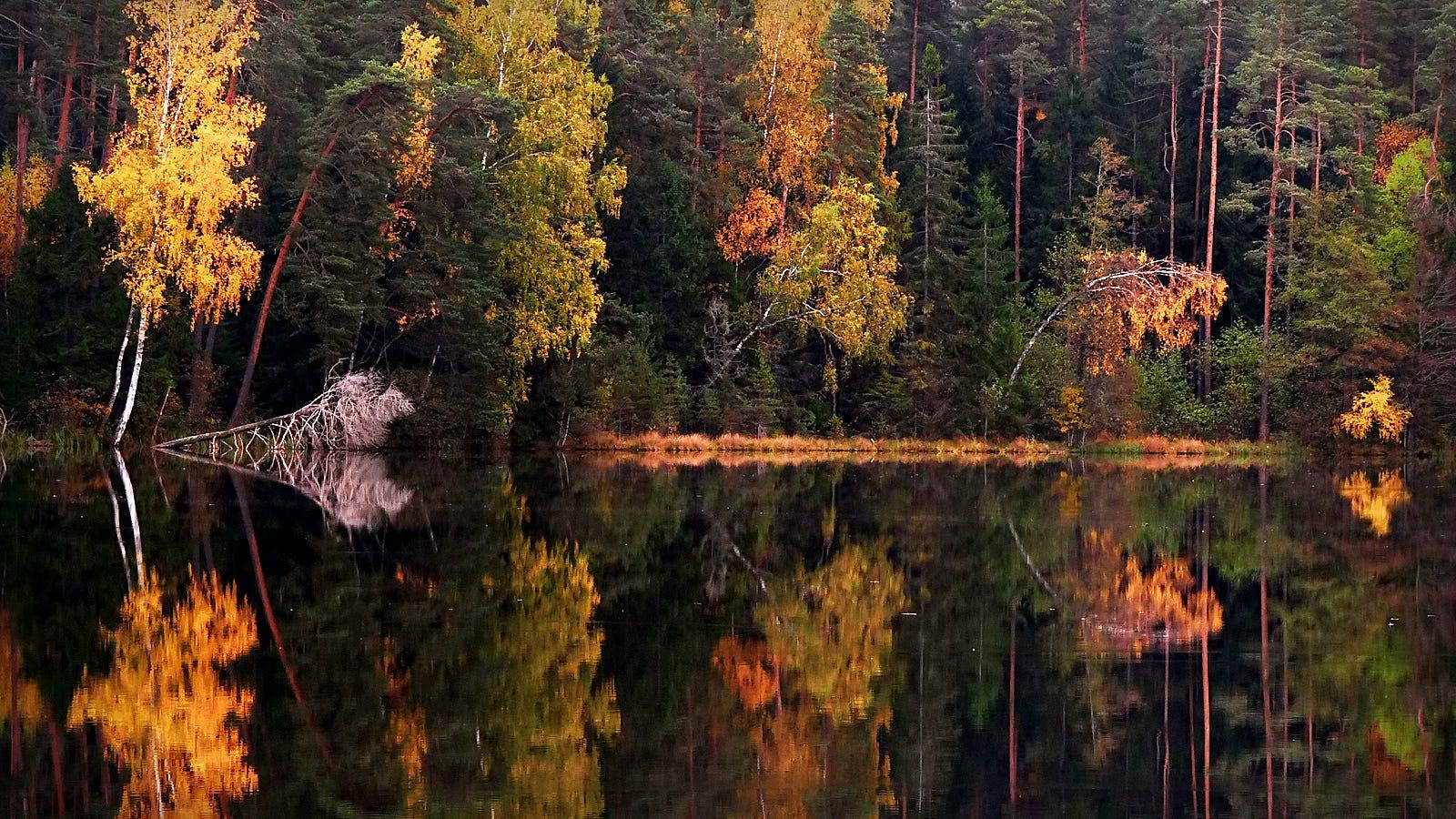 Drowned Autumn