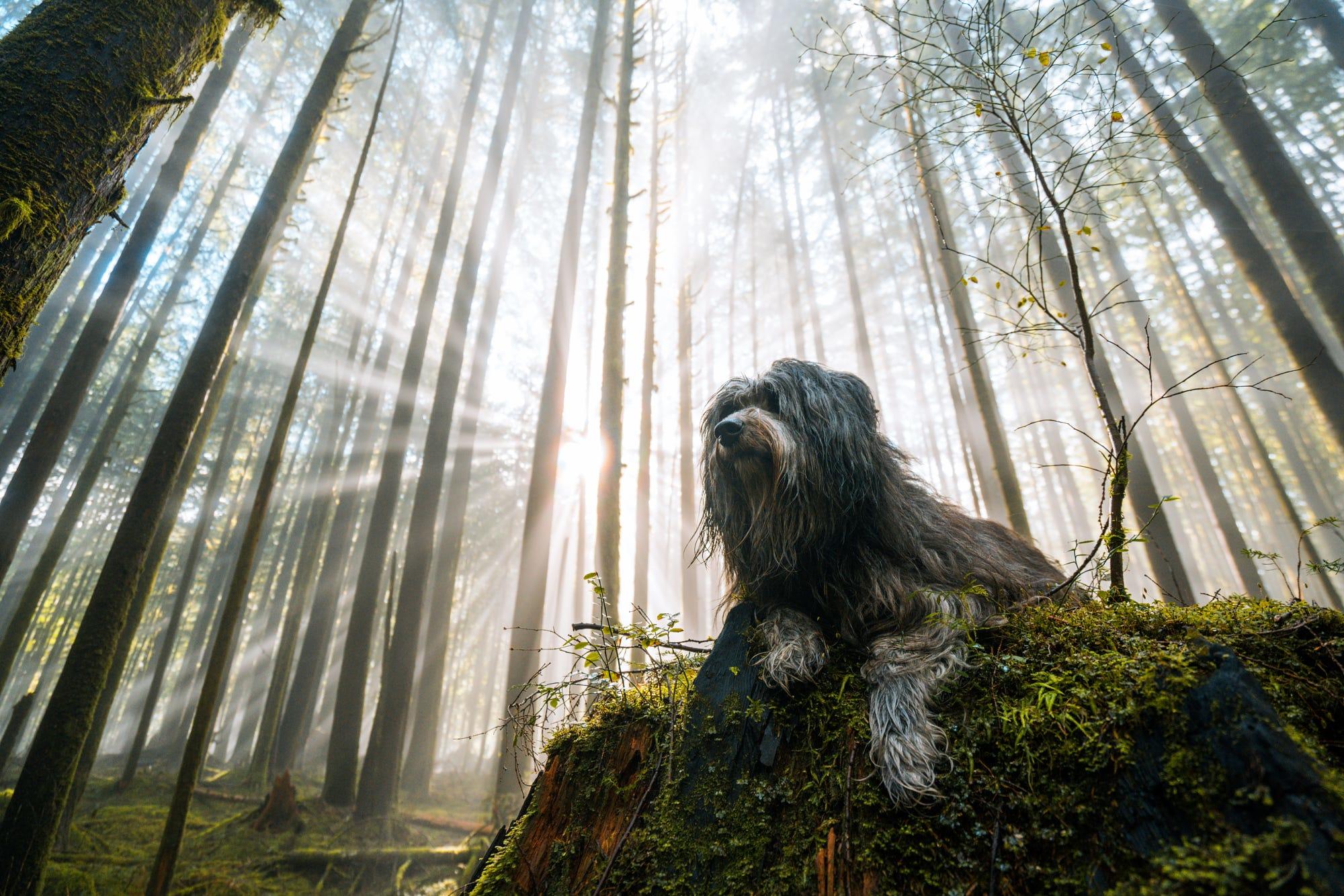 Wild Woodland Pup