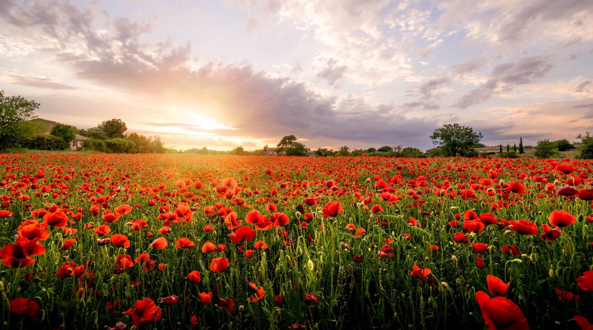 Poppie's field in France