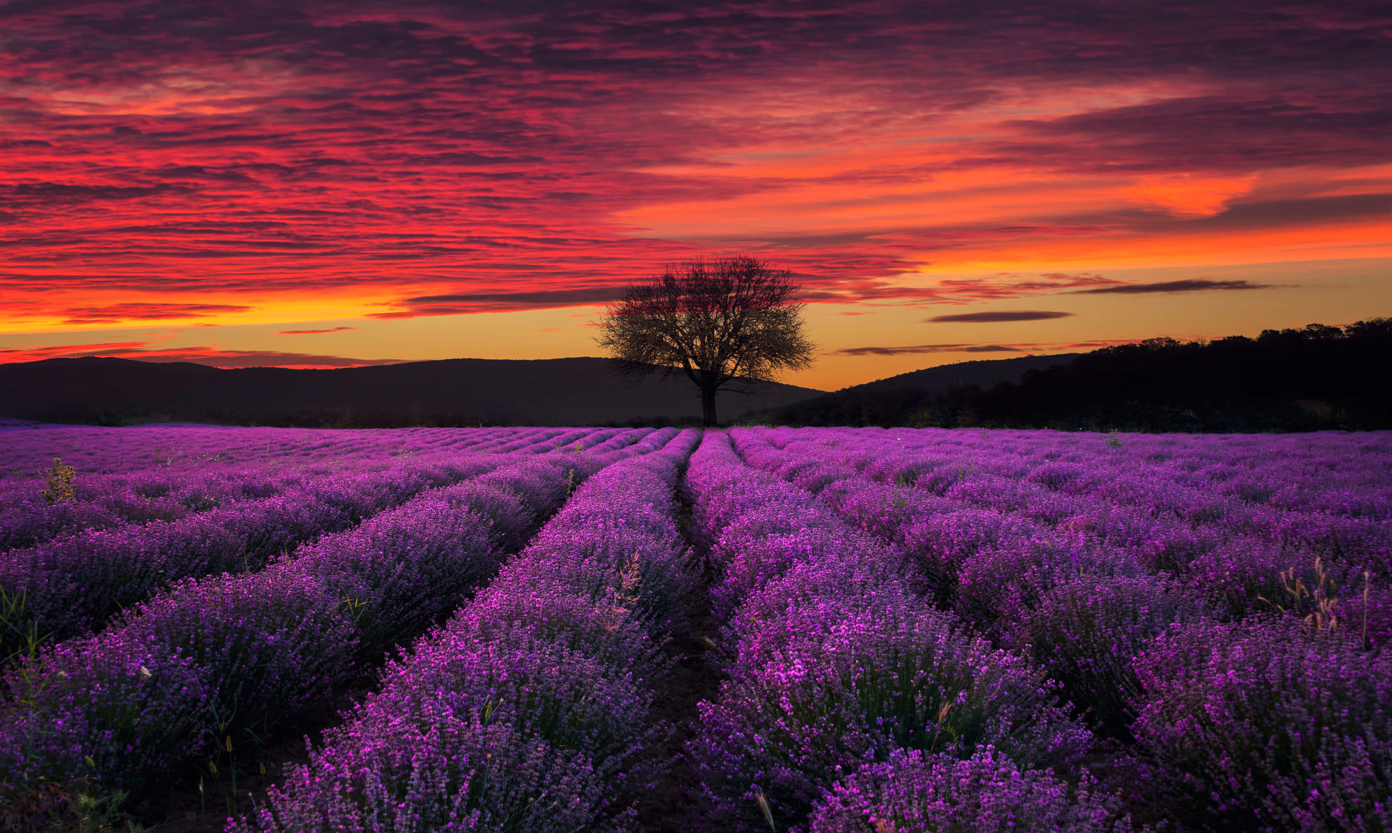 The Lavender Field