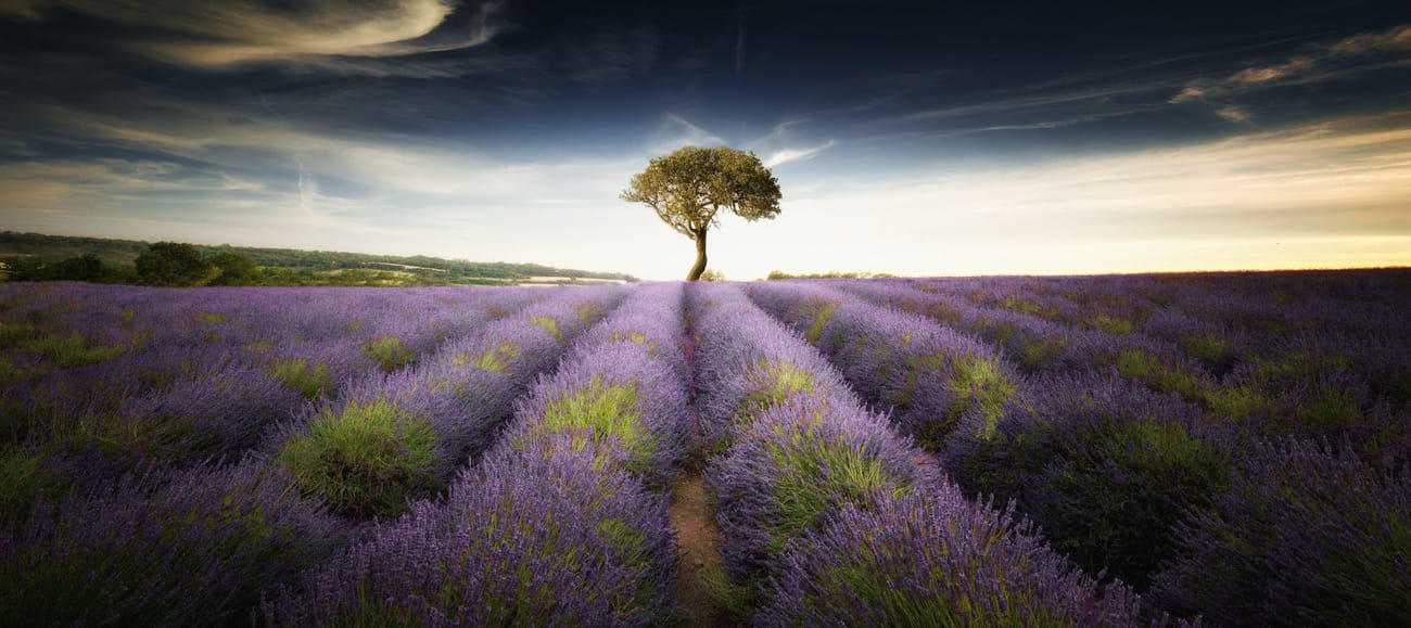 Lavender & Tree